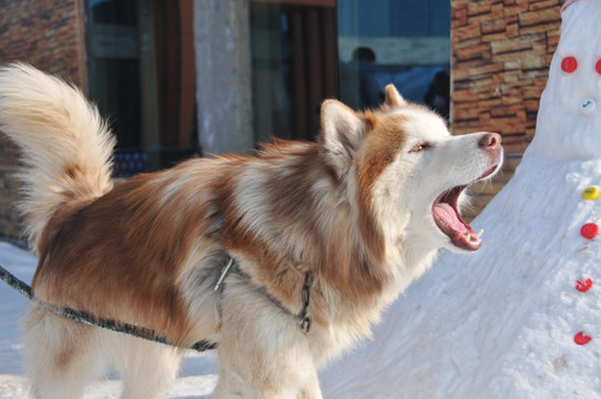 雪橇犬