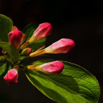 杜鹃花