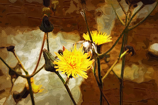 小黃花