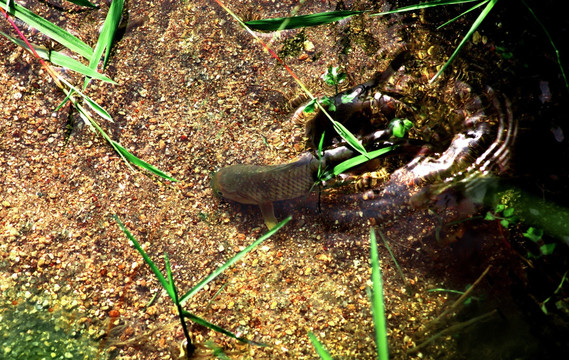 山溪游魚