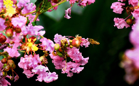 飞蜂采蜜