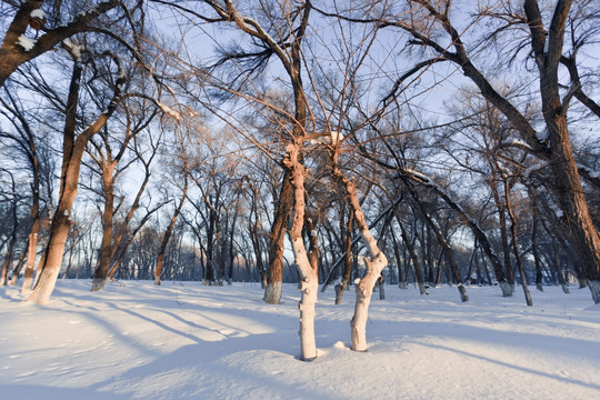 雪原