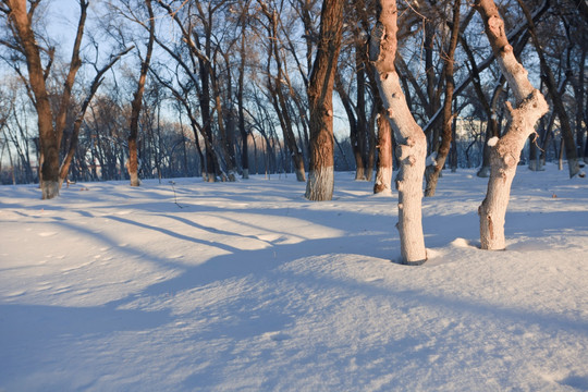 冬雪