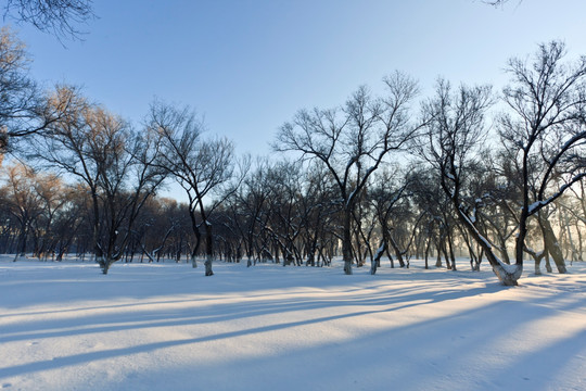 冬雪