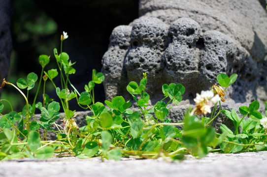 石雕与小草