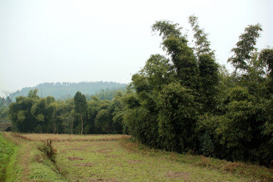 田野竹林