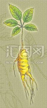 版畫風(fēng)人參