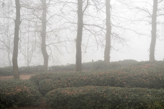 雾中茶园