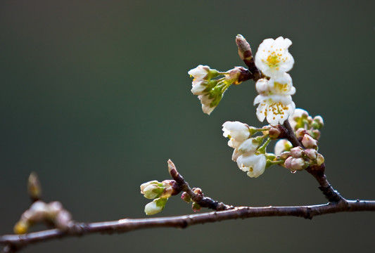 樱桃花