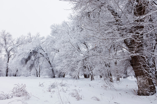 冬雪