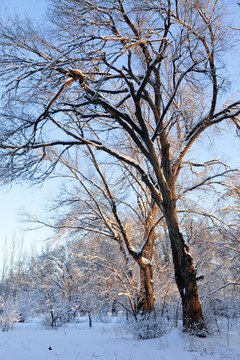 冬雪