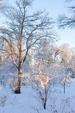 雪景