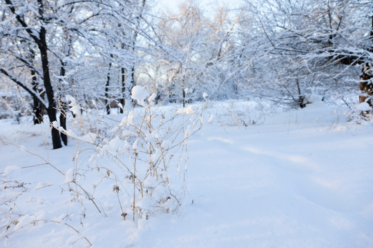 雪景