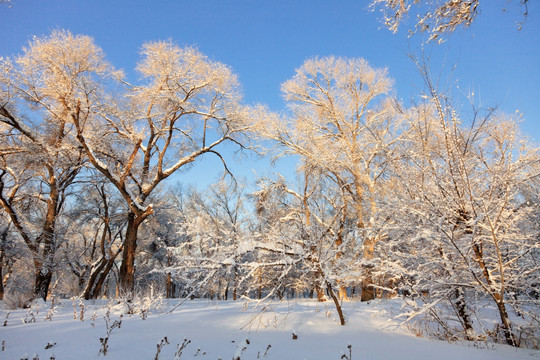 雪景