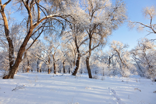 雪景