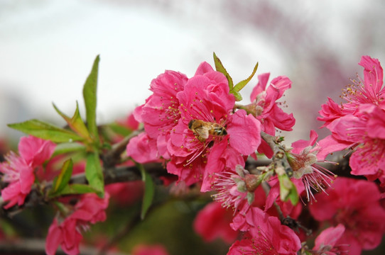 桃花和蜜蜂