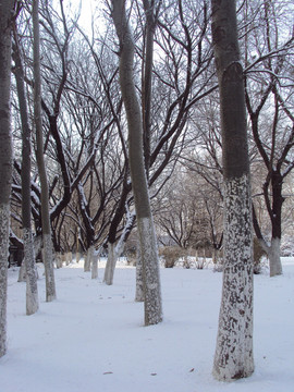 雪景