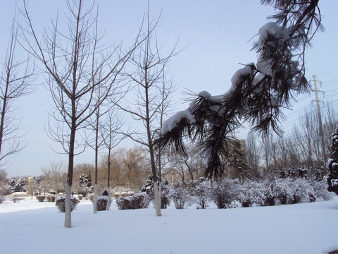 雪景