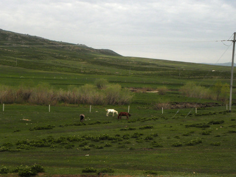 阿尔泰山牧场