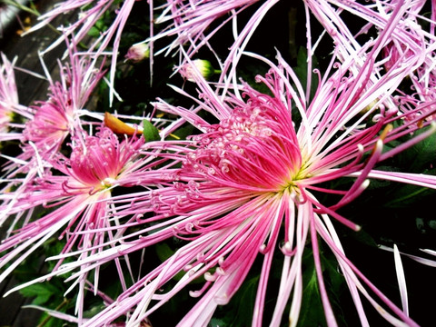 菊花唯美