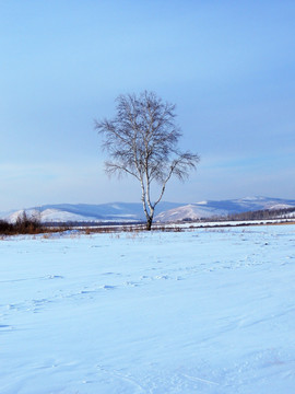 雪野一棵树