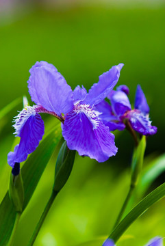 鸢尾花