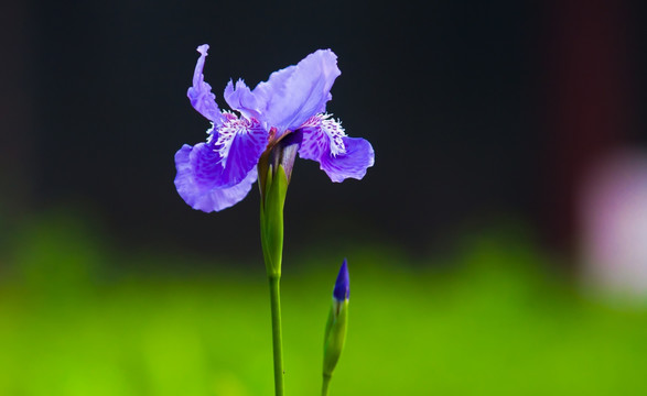 鸢尾花