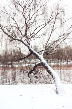 雪树