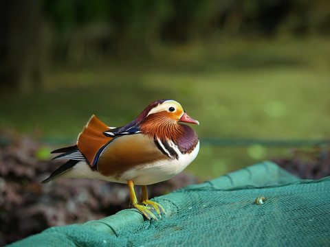 鸳鸯