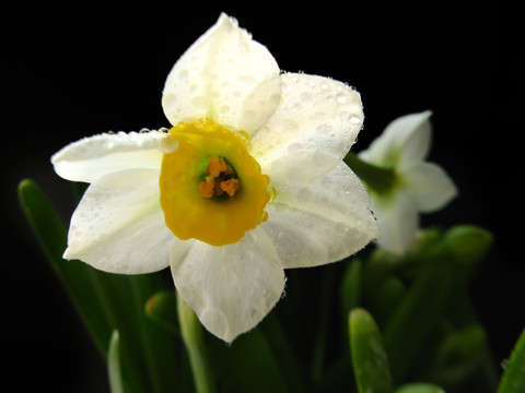 水仙花