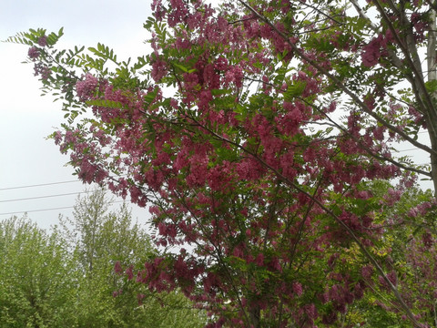 满树紫槐