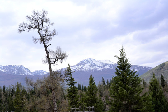 阿尔泰山风光