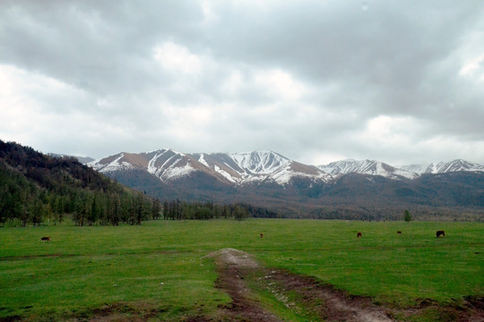 高山牧场