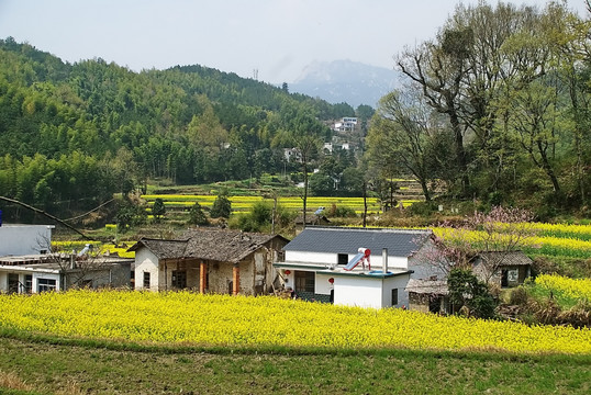 山村油菜黄