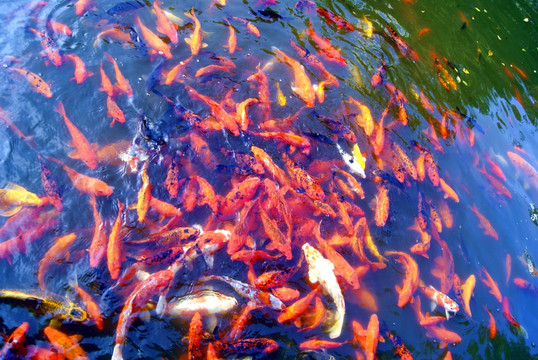 水池观赏鱼