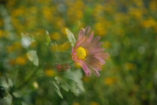 野菊花