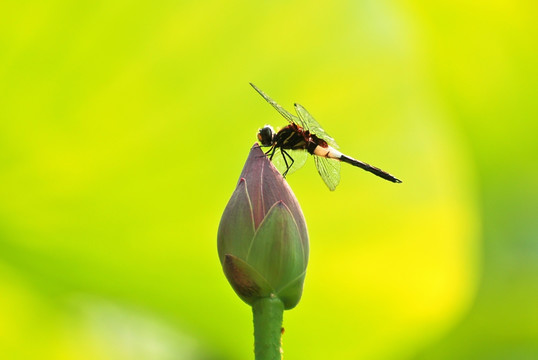 蜻蜓