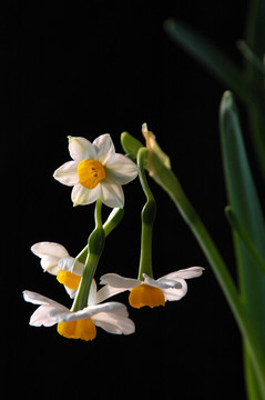 水仙花