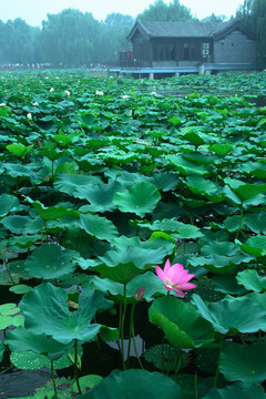 荷花池