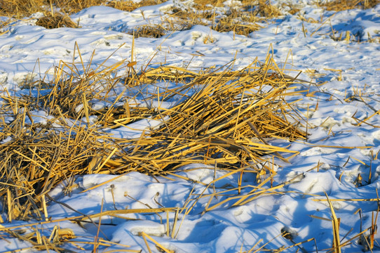 雪地里的枯草