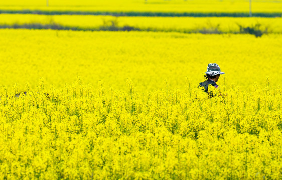 油菜花