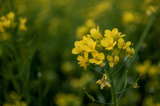 油菜花