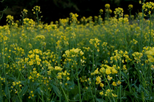 油菜花