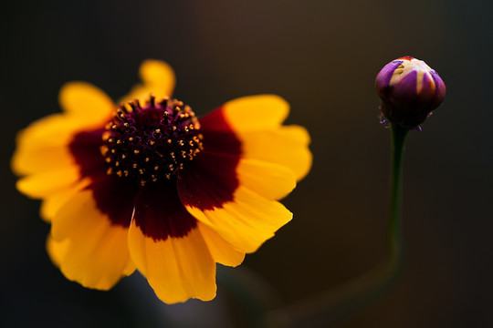 花与花蕾