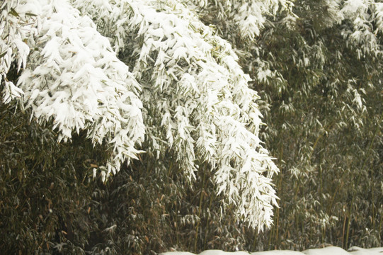 竹林雪