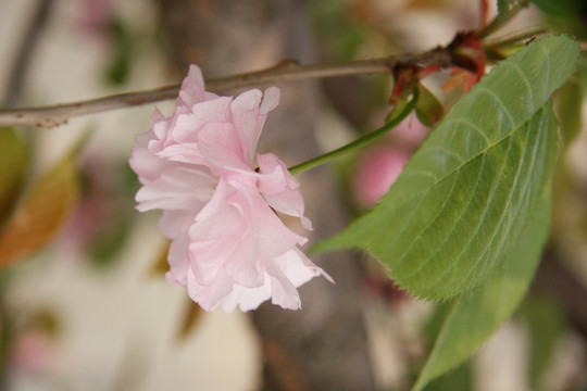 樱花烂漫