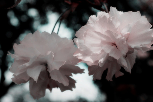 纯色樱花