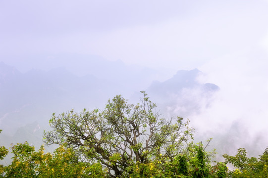 张家界天门山顶树