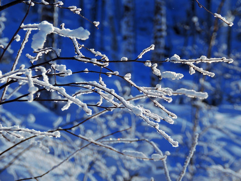 树枝映雪