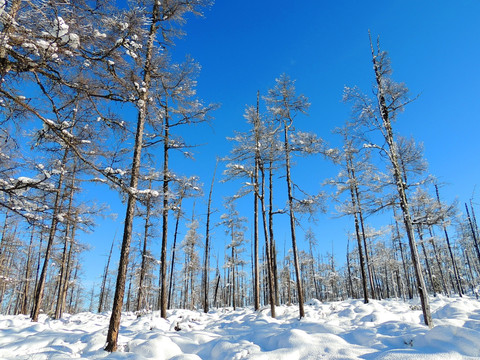 森林雪景